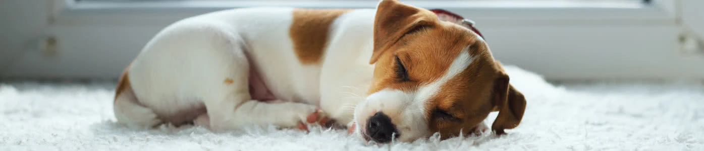 how-many-hours-do-senior-dogs-sleep