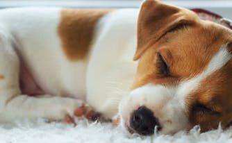 sleeping dog