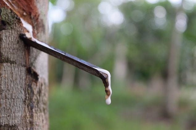 latex sap from a rubber tree
