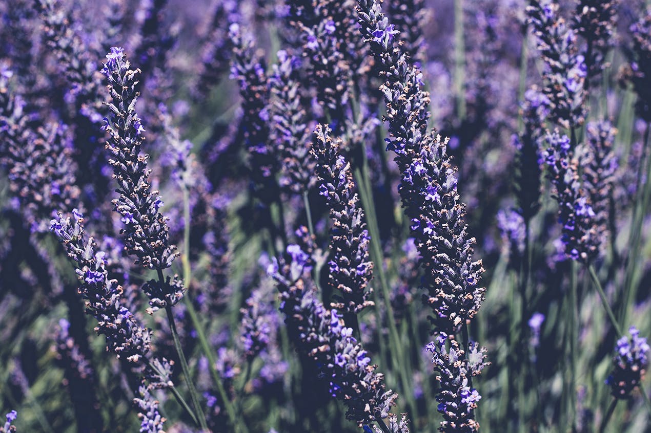 lavender