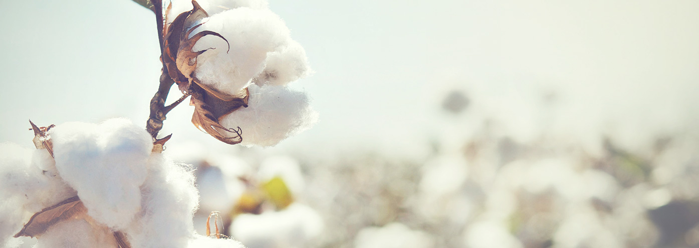 What’s The Difference Between Organic Cotton And Regular Cotton? | Saatva