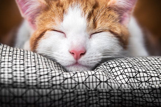 image of cat lying on pillow