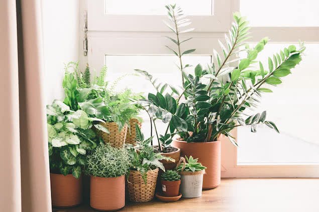 houseplants on windowsill in bedroom
