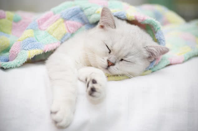 kitten sleeping in bed