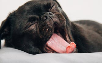 image of sleeping dog