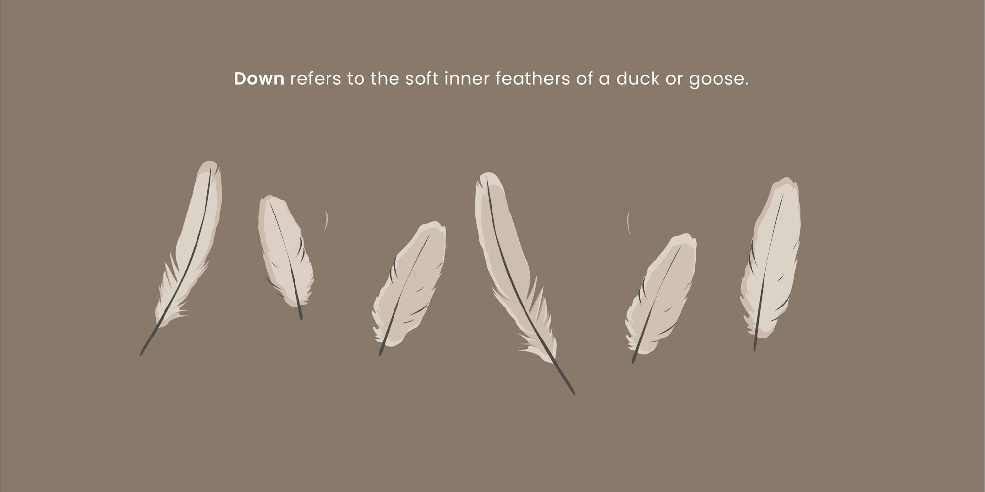 illustration of feathers explaining what down is inside a pillow