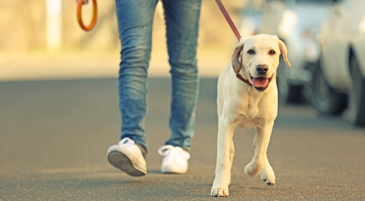 person walking dog as part of regular routine