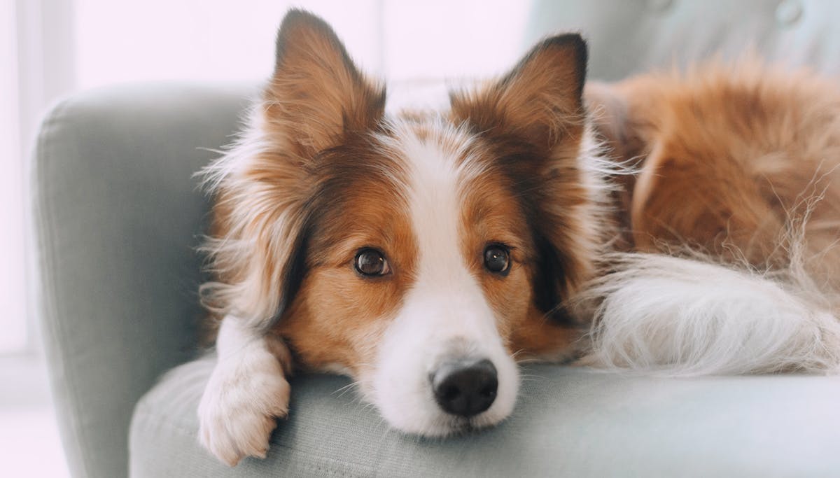 anxious dog sitting on chair