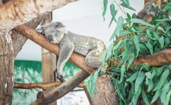 sleeping koala in tree