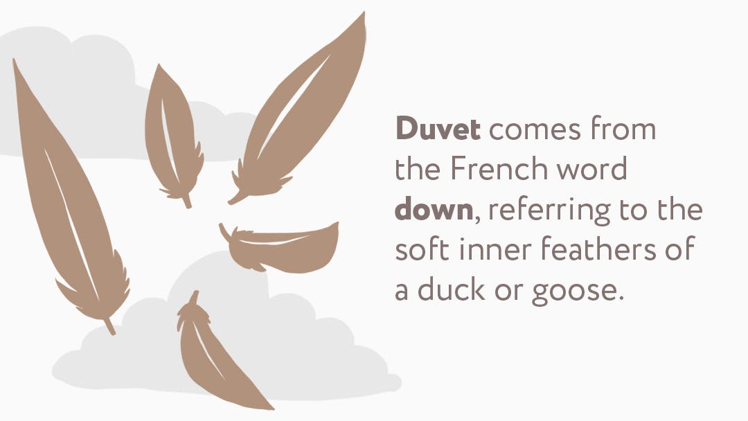 illustration of down feathers in a duvet, with a caption on it reading: Duvet comes from the French word down, referring to the soft inner features of a duck or goose.