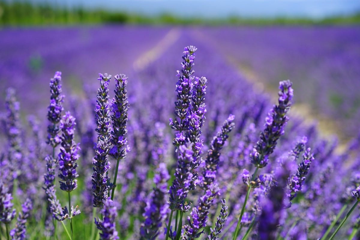 lavender - natural sleep aid