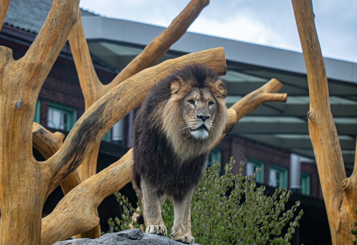 lincoln park zoo in lincoln park, chicago