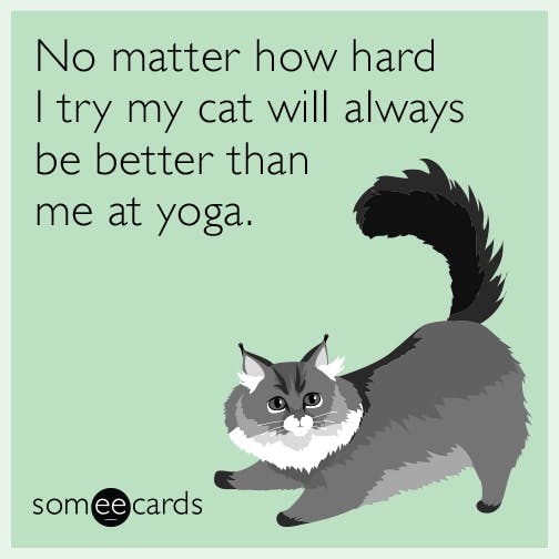 meme about cat being good at yoga