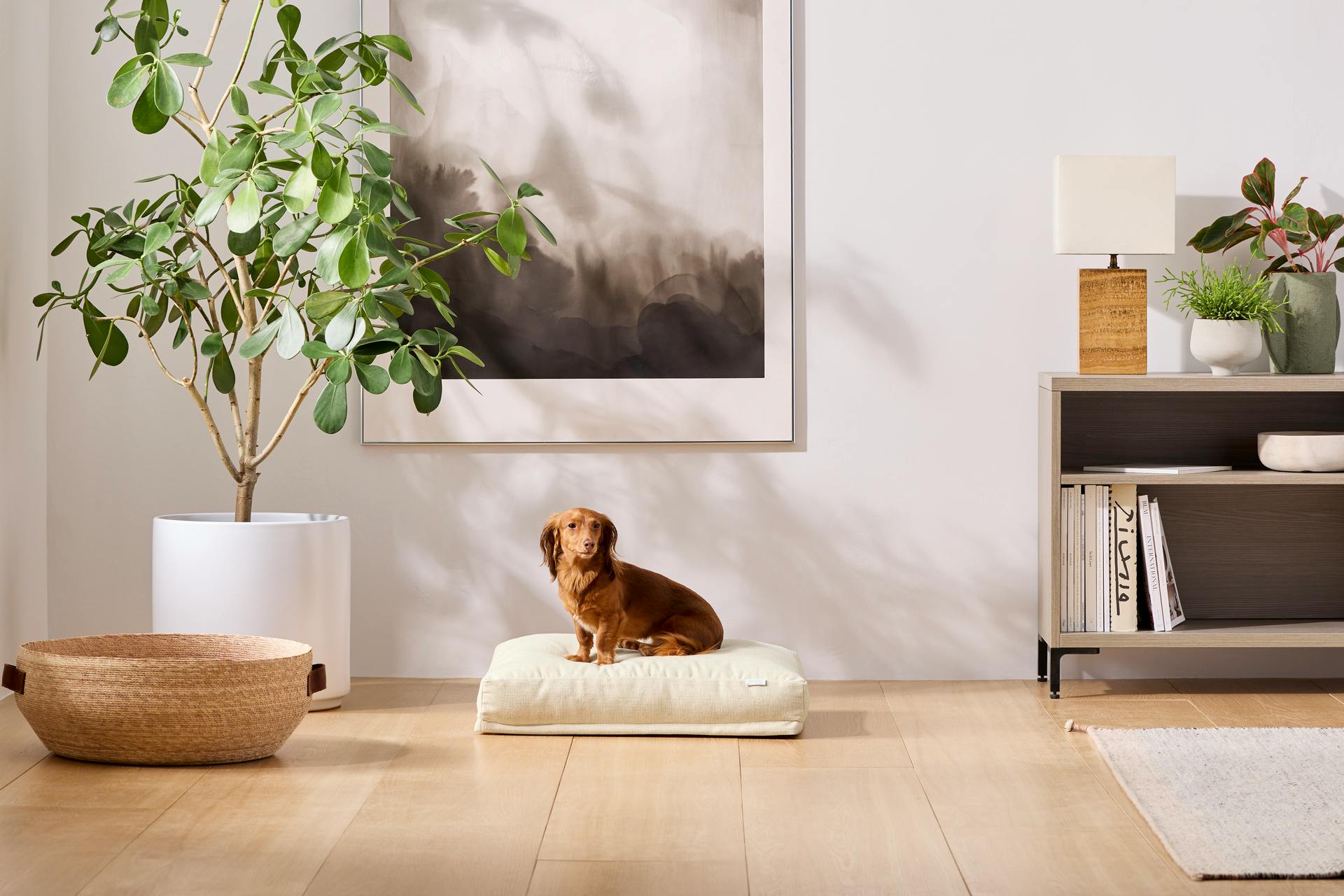 A long-haired red Dachshund sits on Saatva's small pet bed in Natural Linen.