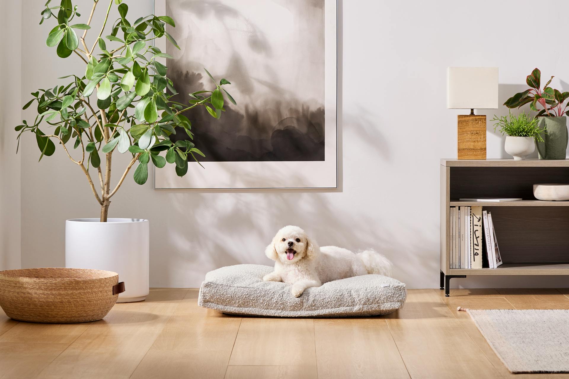 A Bichon Frisé rests on Saatva's pet bed in the medium size in Taupe Boucle.