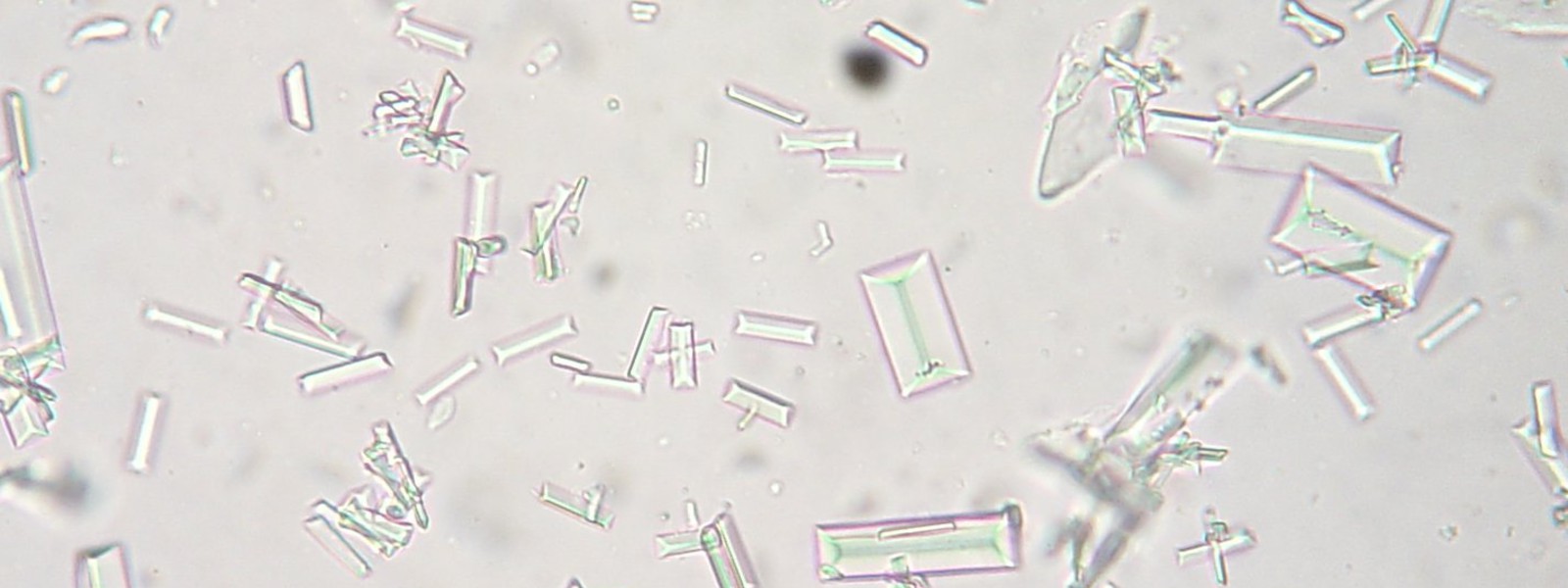 Dog store uti crystals