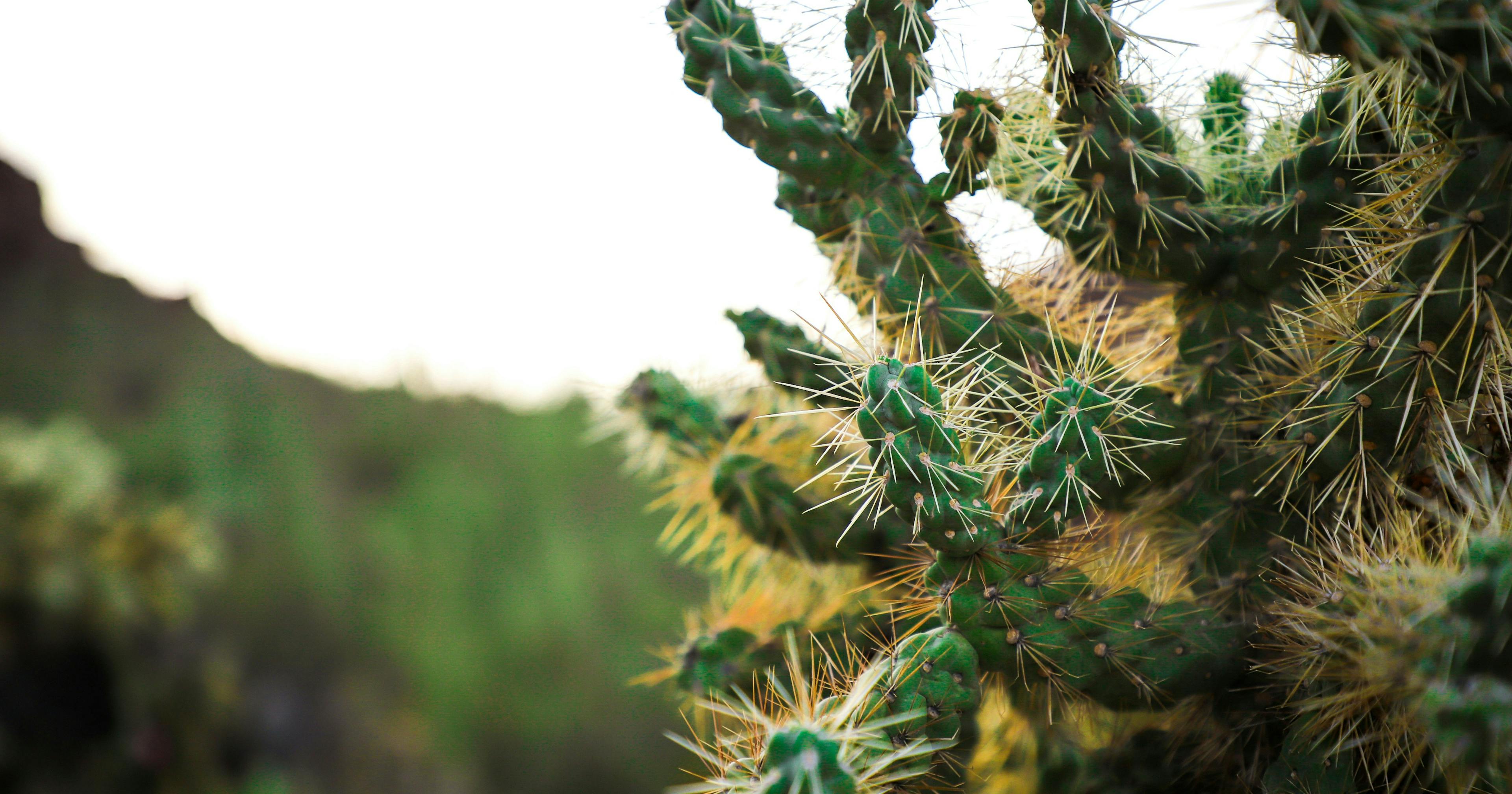Cactus Desert