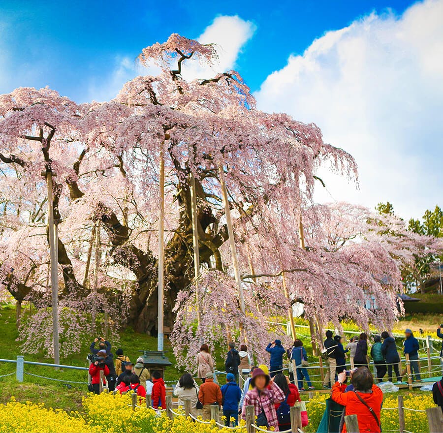 Large 1000 year old weeping sakura tree in Japan. 