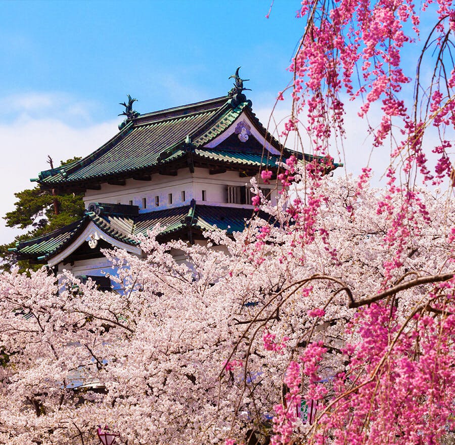 Sakura, cherry blossoms, and traditional Japanese buildings during Japan sakura season.