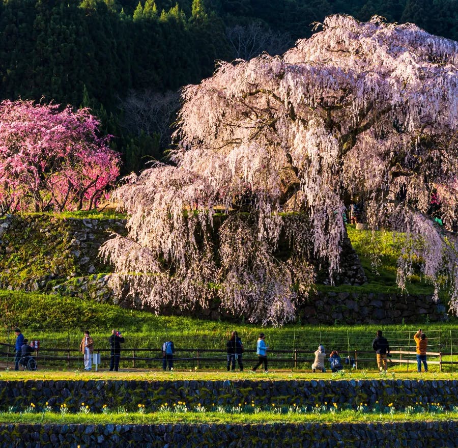 People wandering through Japan and admiring the cherry blossom trees.