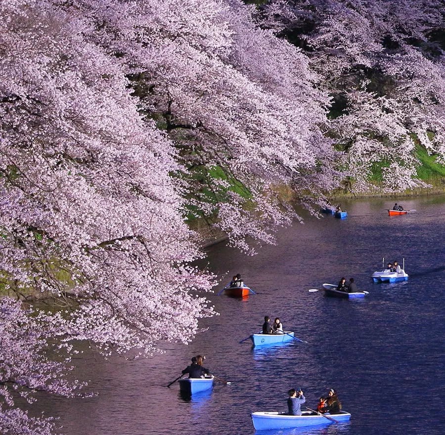 People gather at night under the illuminated sakura in tokyo