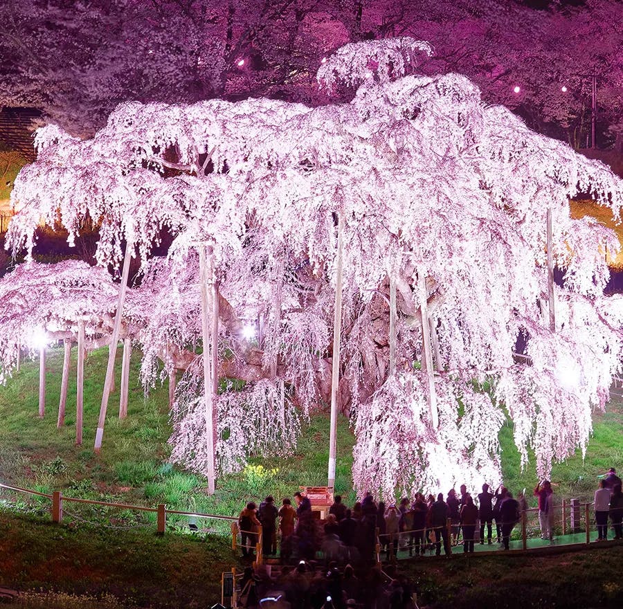 People gather to admire the a famous ancient weeping sakura tree