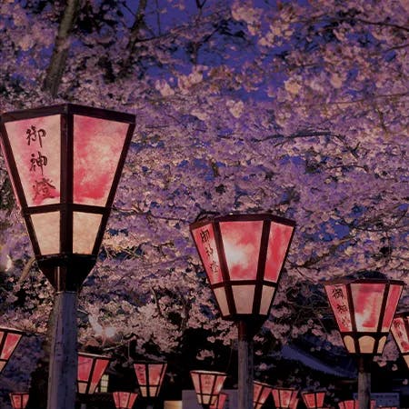 A Night of Sakura booklet cover