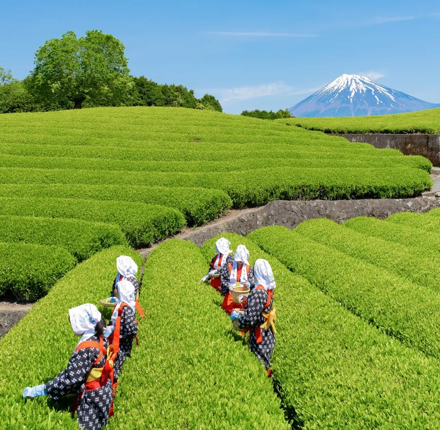Shizuoka Tea Fields