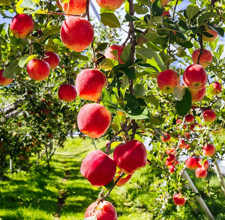 A view of apple orchards in Nagano Prefecture.