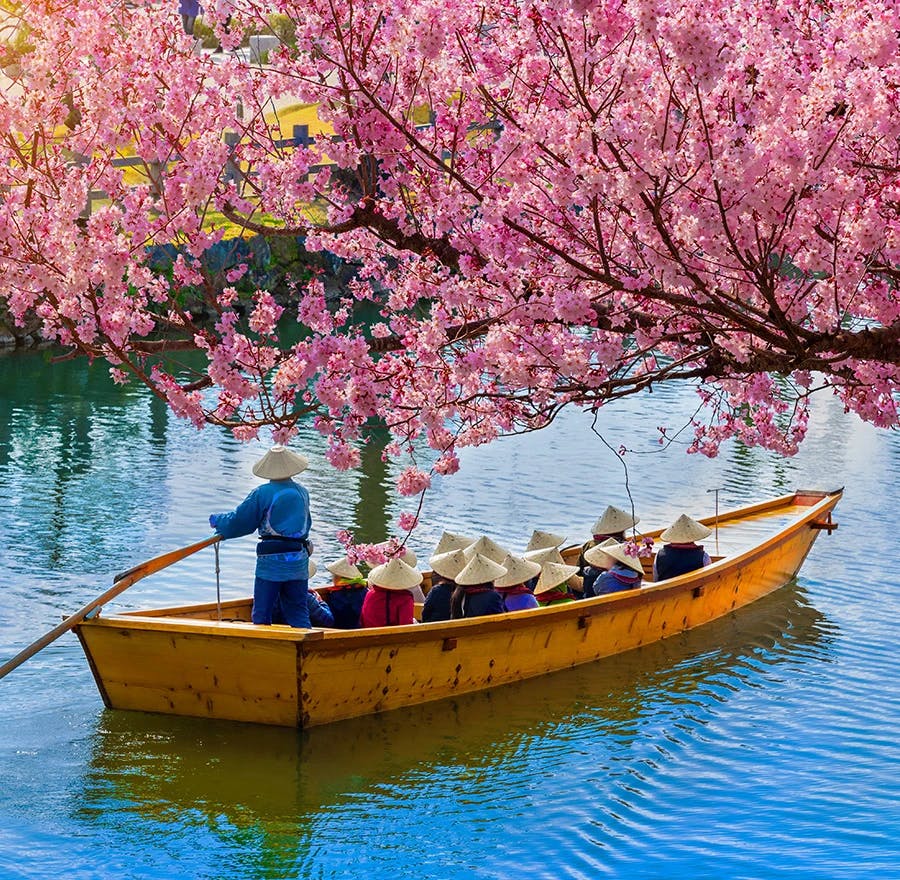 Tourists take a boat ride under blooming cherry blossoms.