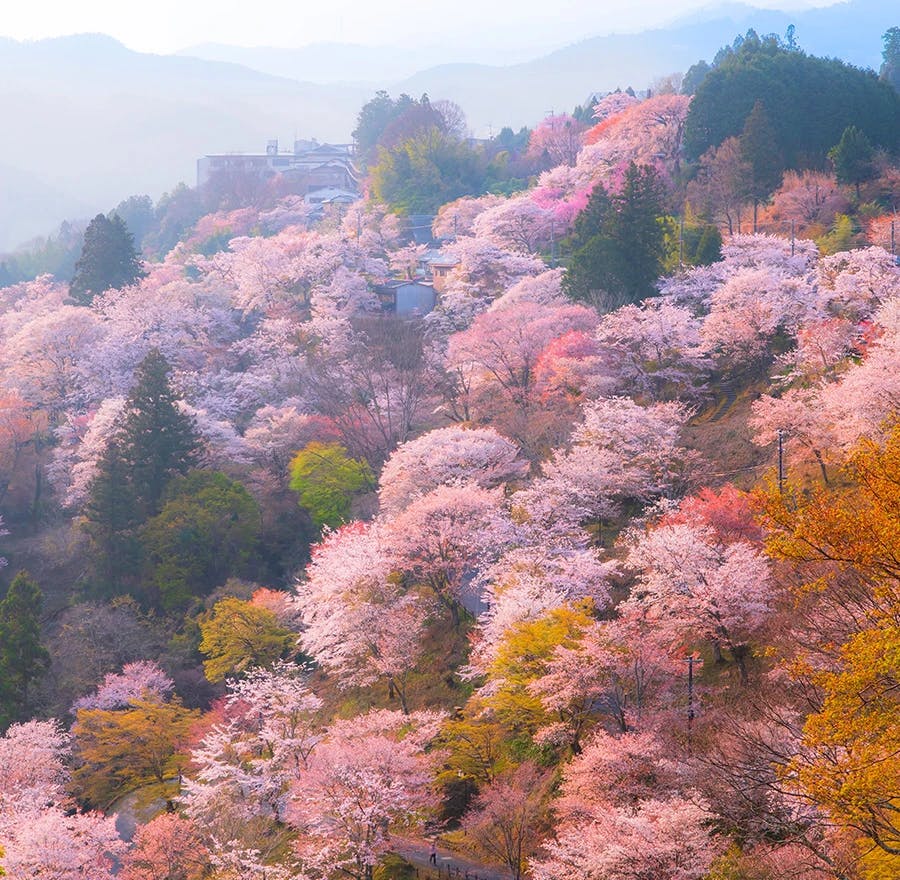 A view of Yoshinoyama cherry blossoms.