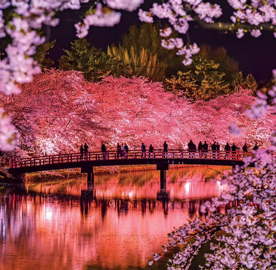 Festival goers enjoy the sakura blossoms under lantern lights.