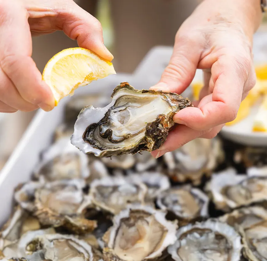 Hiroshima oysters are eaten fresh with a squeeze of Hiroshima lemon.