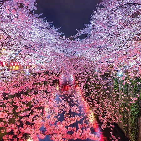 Sakura Moonlight Festival
