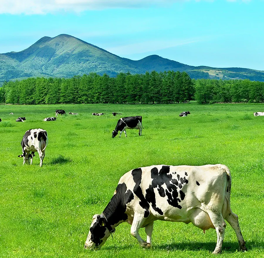 Grazing Hokkaido dairy cows.