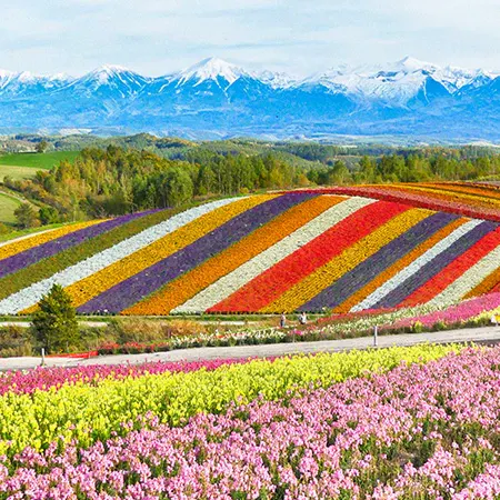 Summer in Hokkaido