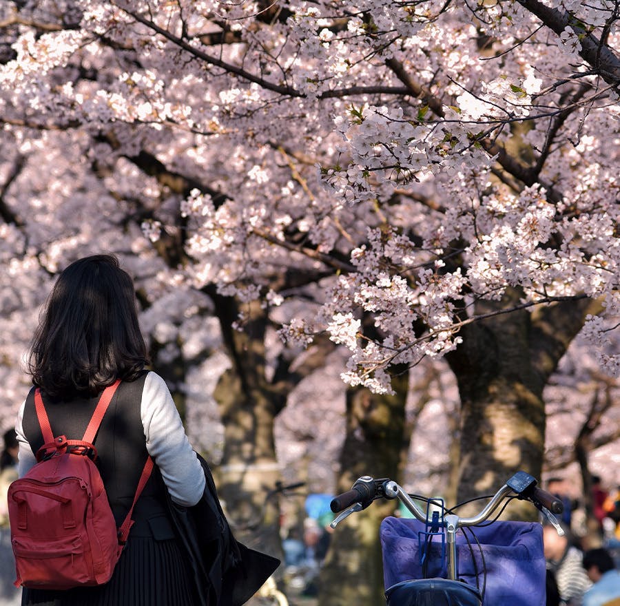 A Japanese woman is standing next to a bike admiring the fully bloomed sakura trees