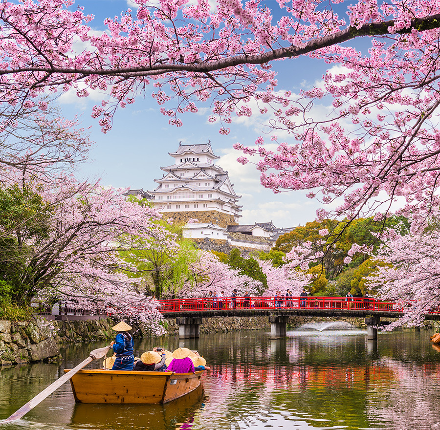 Himeji castle is the backdrop of a picture with a boat sailing on a river surrounded by cherry blossom trees.