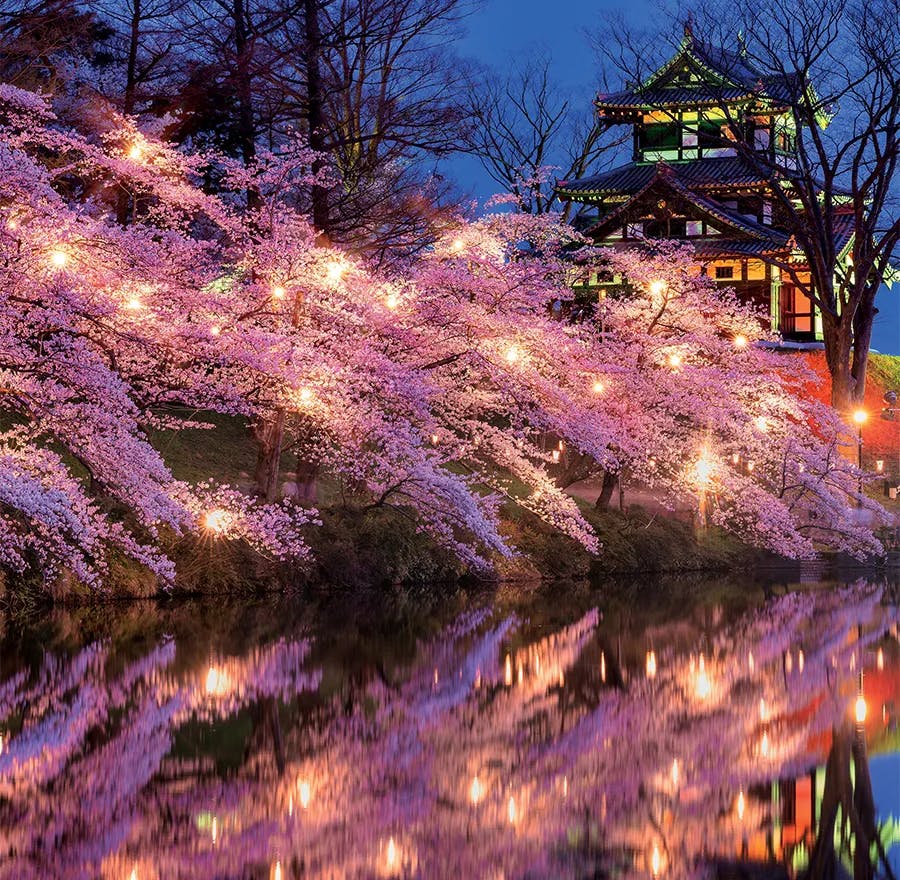 An illumination of cherry blossoms reflecting in the river at night.