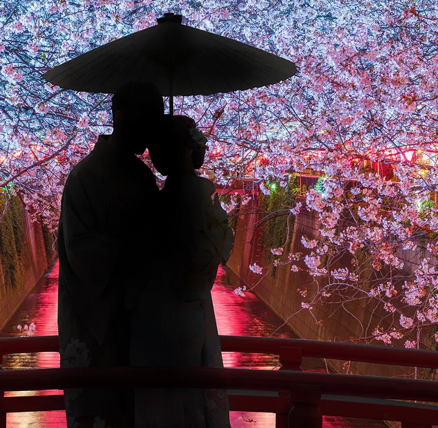 A couple stands admiring Japan's yozakura, or night cherry blossoms, together.