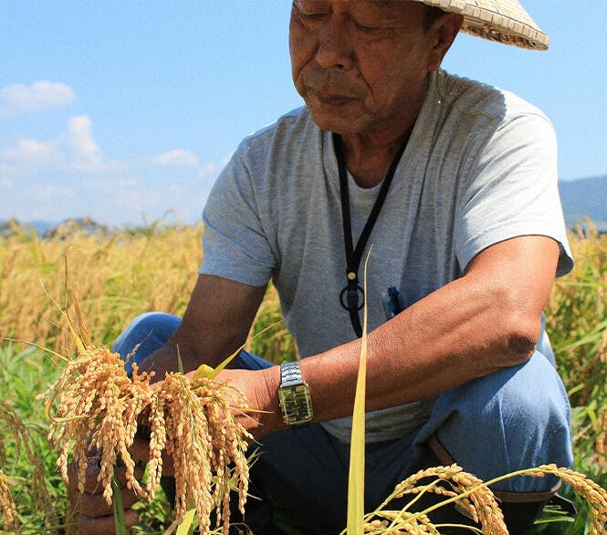 A farmer in Niigata cultivating rice in a field.