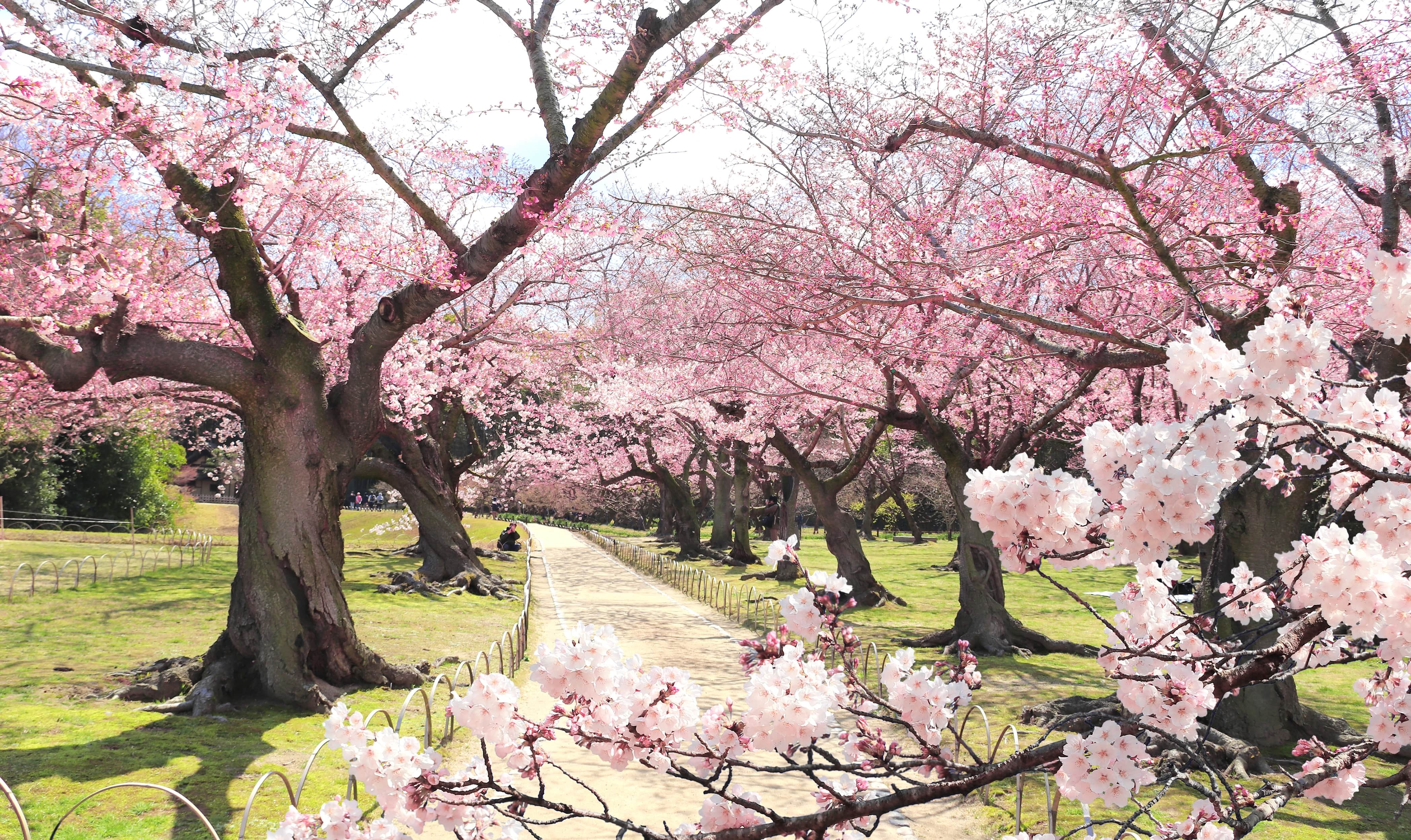 a park filled with cherry blossom trees
