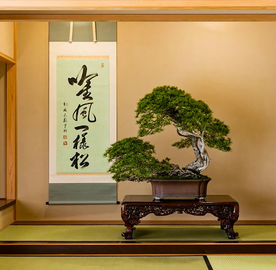 A bonsai that is on display at the Omiya Bonsai Museum
