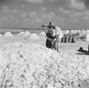 Salt production Bonaire 4- Wikipedia