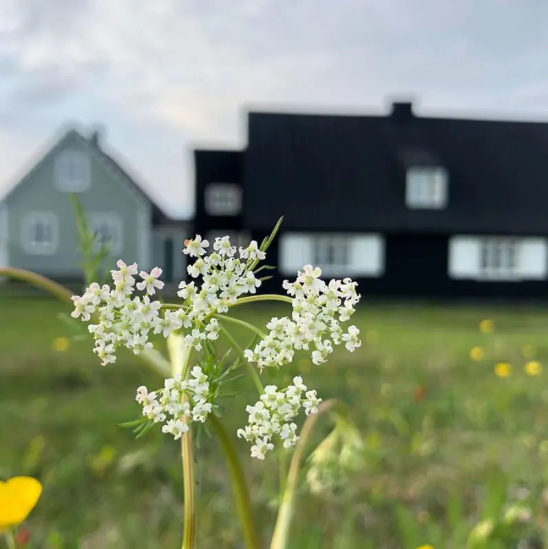árborg, blóm, 