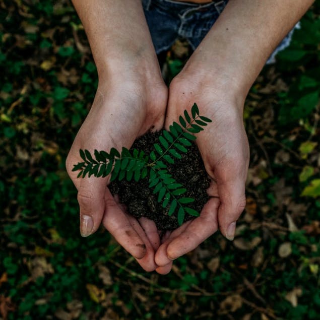 planta í lófa einstaklings