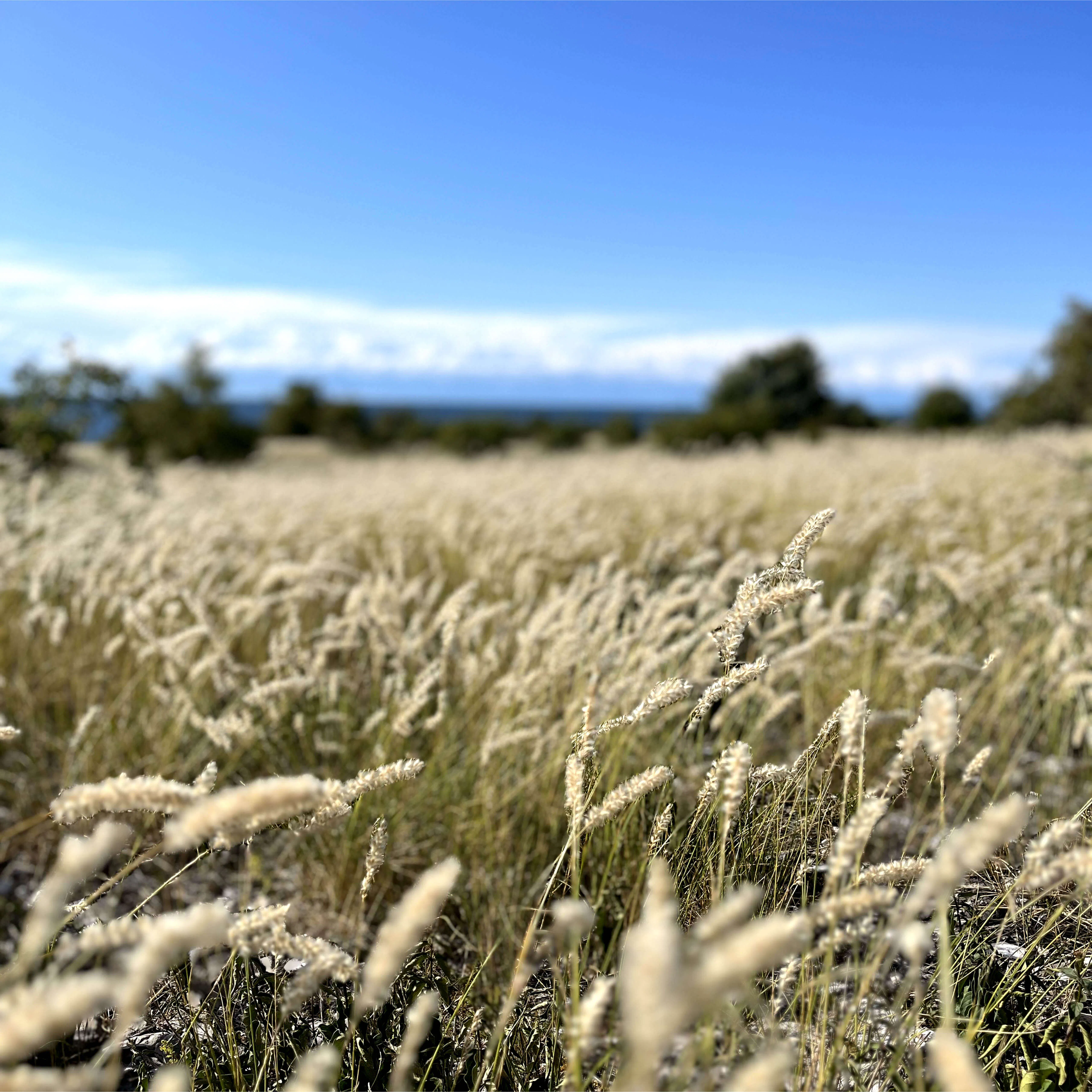 Högt sandfärgat gräs mot havet