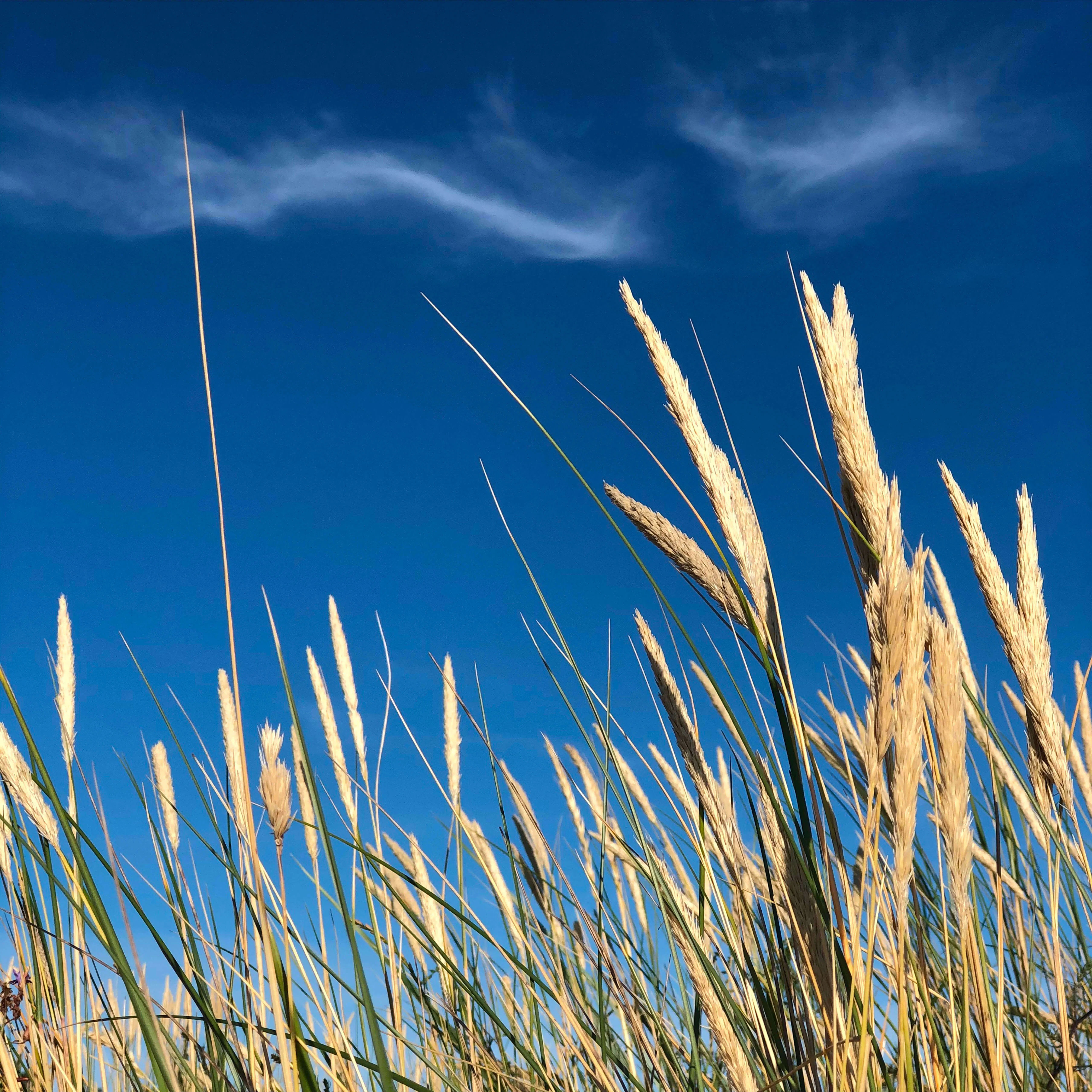 Säd blå himmel Gotland