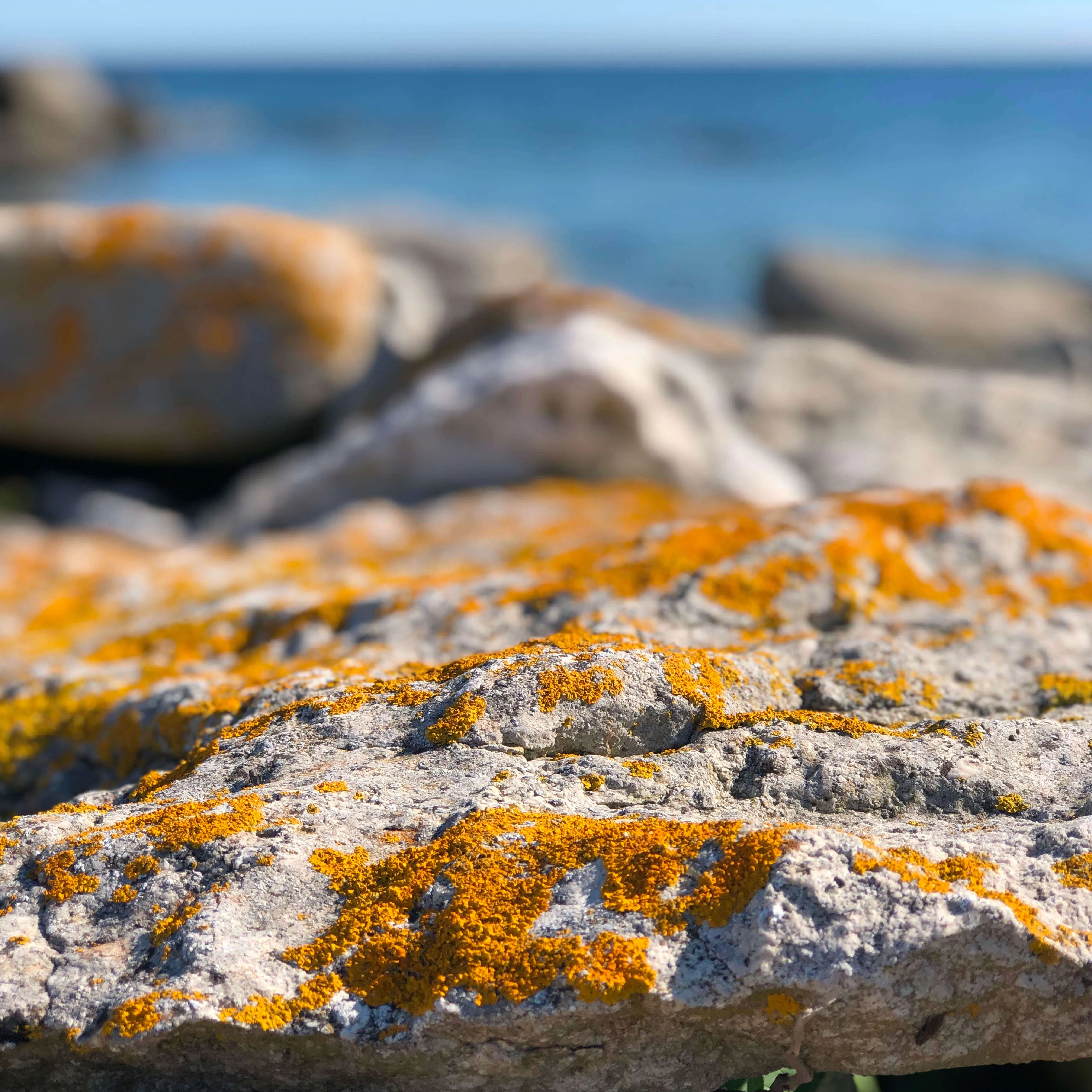 Mossa kalksten Gotland