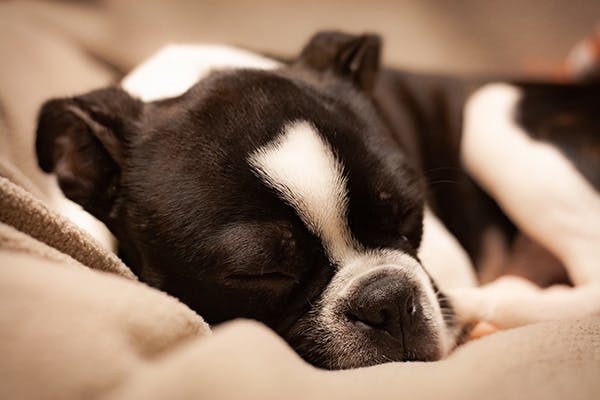 drawbacks of sleeping with your dog